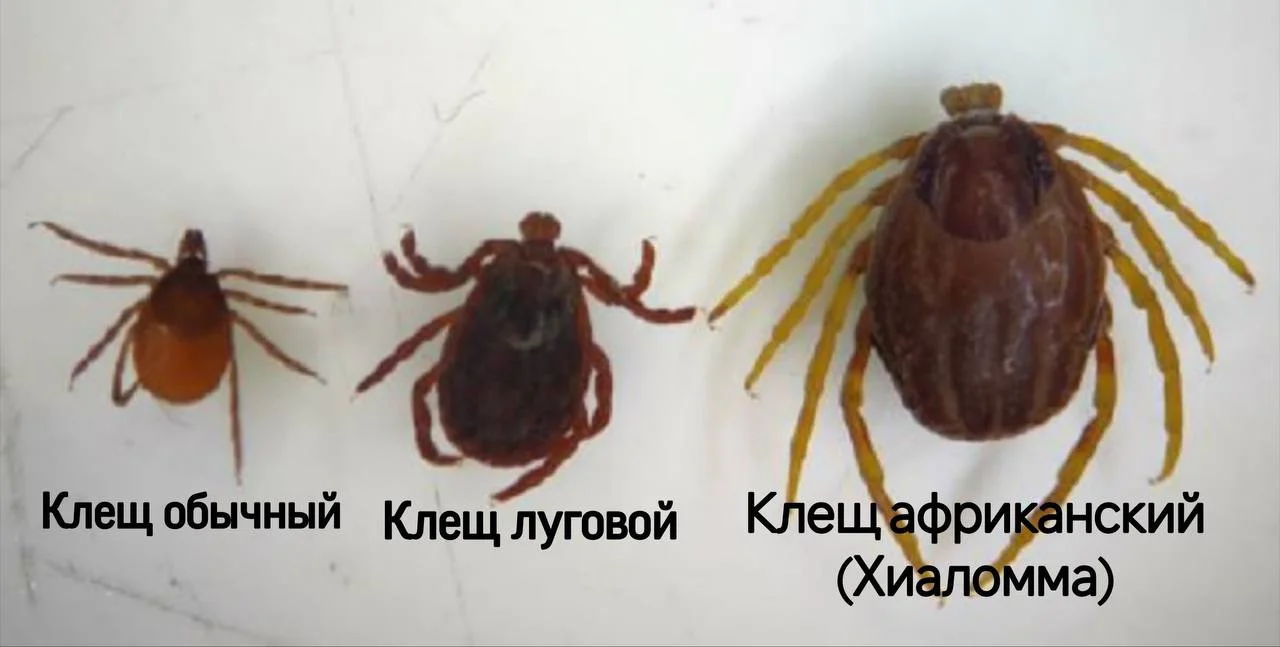 Фото: сравнение размеров клещей — обычный, луговой и африканский Hyalomma. Наглядная разница между видами кровососущих паразитов.