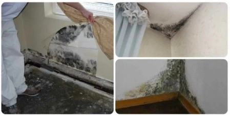 Фото: плесень на стене под окном и в углах комнаты. Причины появления грибка в жилом помещении.