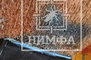 Фото: следы жизнедеятельности клопов на диване. Признаки присутствия насекомых в мягкой мебели.