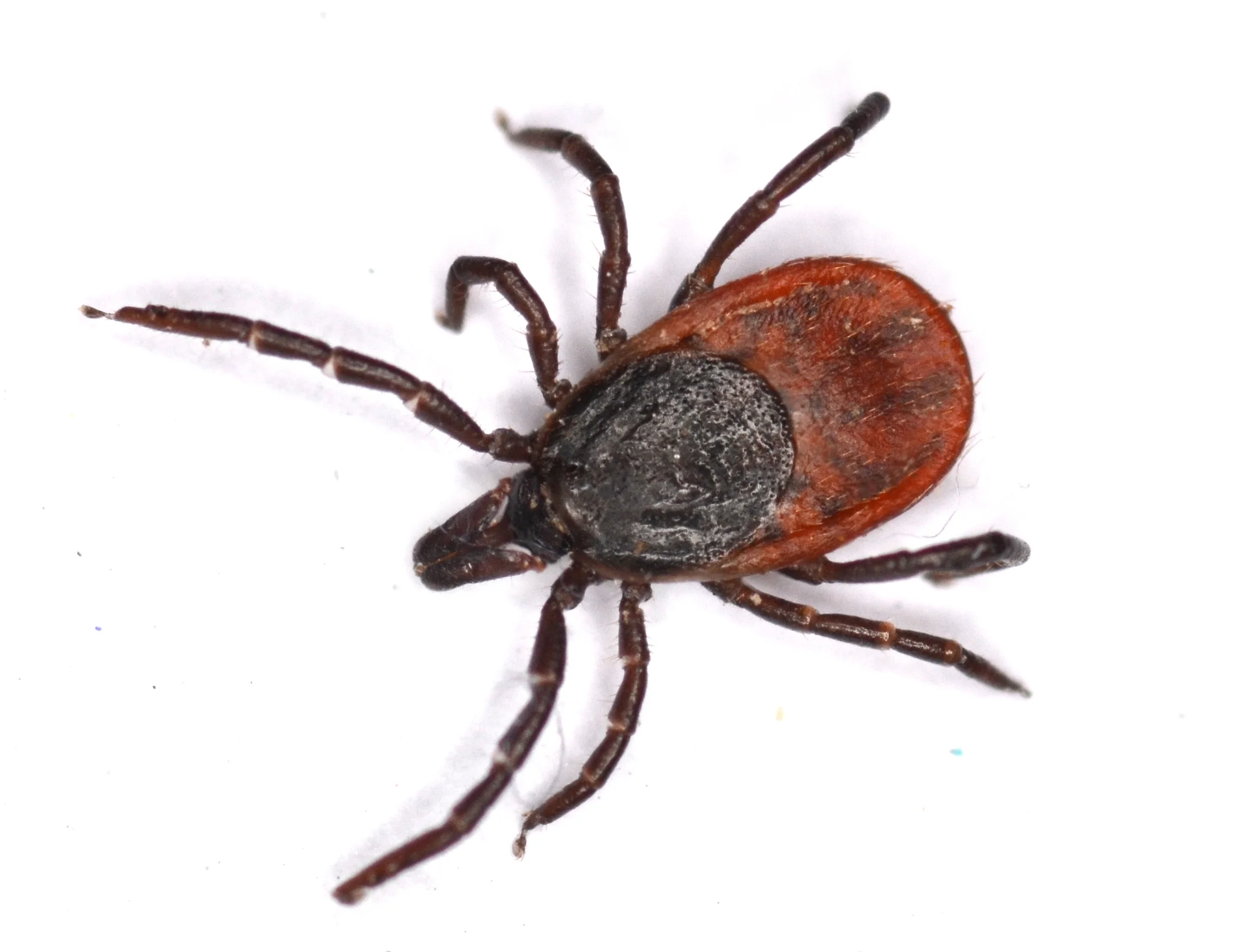 Фото: обычный лесной клещ Ixodes ricinus на белом фоне. Главный переносчик энцефалита и болезни Лайма.