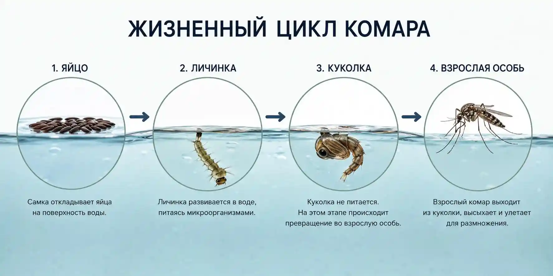 Схема жизненного цикла комара: яйцо → личинка → куколка → взрослая особь