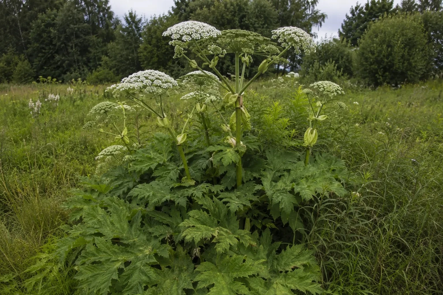 Фото: Борщевик Сосновского на лесной лужайке. Опасный инвазивный сорняк, вызывающий ожоги.